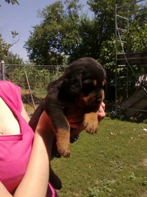 vand catei rottweiler