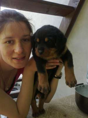 vand catei rottweiler