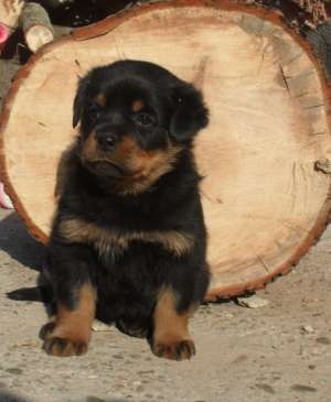 catei rottweiler de vanzare