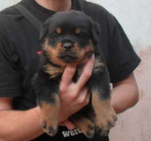 catei rottweiler de vanzare