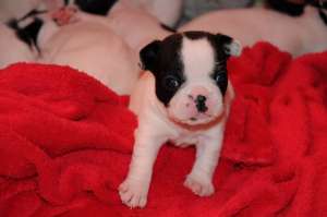 Vand super pui Bulldog Francez