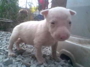 PUI BULL-TERRIER DE CALITATE,  parinti import SPANIA