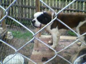 Pui adorabili de saint bernard