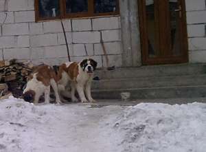 Pui adorabili de saint bernard