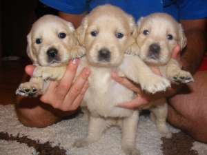 Pui golden retriever din parinti campioni !!!!!