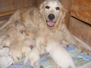 Pui golden retriever din parinti campioni !!!!!