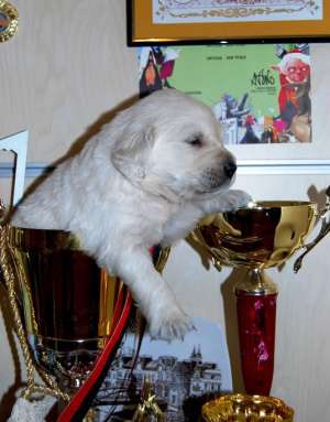 Pui golden retriever din parinti campioni !!!!!