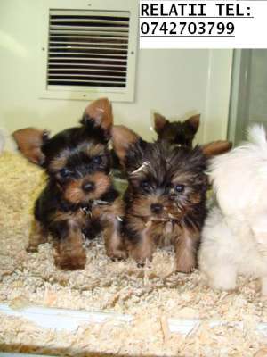crescator vand catei din rasele bichon maltese,  shitzu,  yorkshire terrier