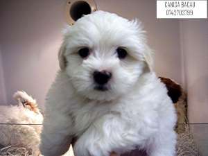 crescator vand catei din rasele bichon maltese,  shitzu,  yorkshire terrier