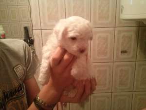 Vand Pui Bichon !