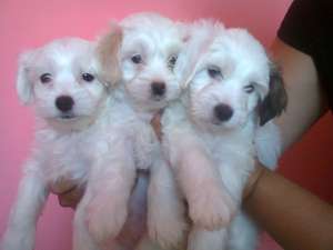 VAND PUI BICHON HAVANEZ