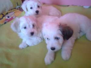 VAND PUI BICHON HAVANEZ