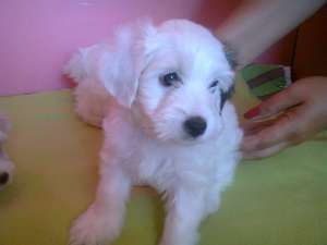 VAND PUI BICHON HAVANEZ