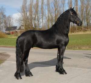 pur Friesian cal disponibil