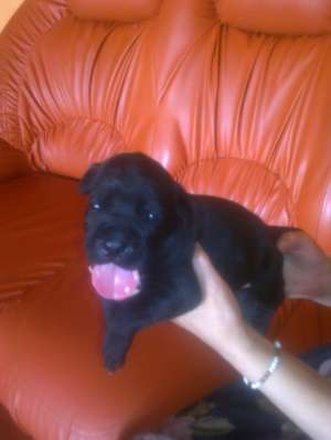 vand cane corso