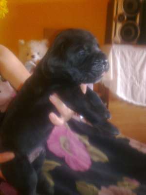 vand cane corso