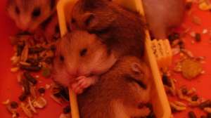 vand hamsteri in varsta de 3 saptamani