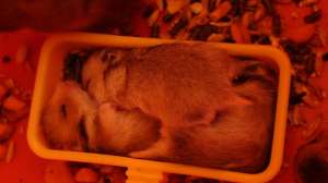 vand hamsteri in varsta de 3 saptamani