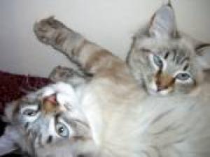 Pui Sacra Birmaneza seal lynx point-feline rarisime