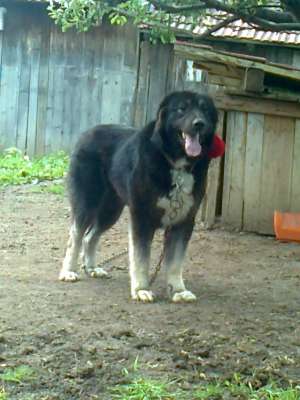 Ciobanesc de Bucovina   2012