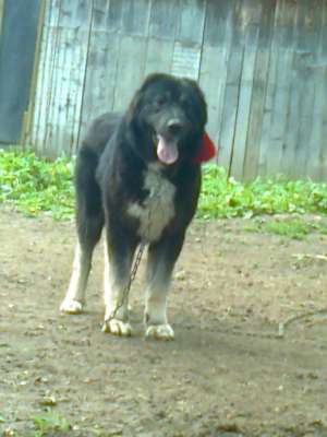Ciobanesc de Bucovina   2012