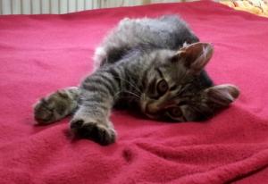 Leeloo - fetita frumoasa si cuminte