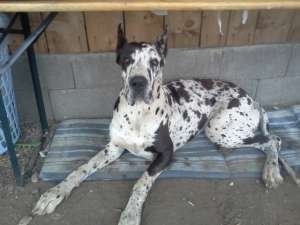 Ofer pentru monta dog german arlechin