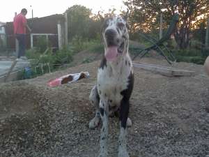 Ofer pentru monta dog german arlechin