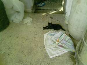 Pisoi/Pisica de 2 luni,  negru