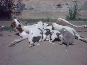 Vand catei Ogarii