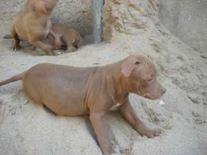 vand pui amstaff