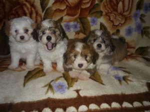 Bichon catelusi superbi 450ron