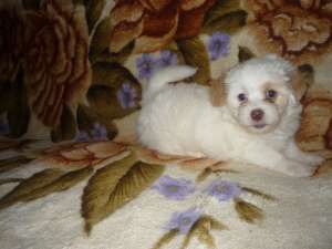 Bichon catelusi superbi 450ron