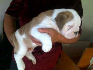 beagle ,  bulldog englez