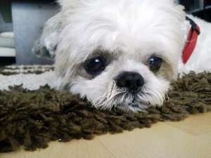 Caut o fetita shih-tzu!!