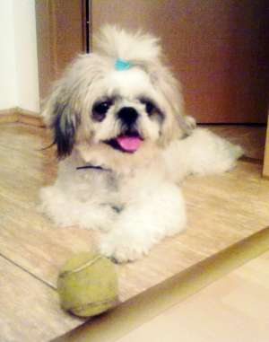 Caut o fetita shih-tzu!!