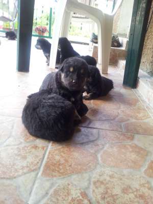 Dau spre vanzare pui de Rottweiler!