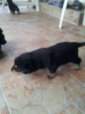 Dau spre vanzare pui de Rottweiler!