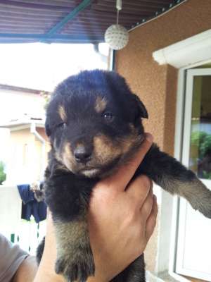 Dau spre vanzare pui de Rottweiler!