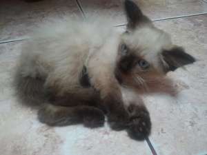 Vand Pisicute Birmaneze