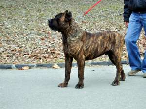 vand catei cane corso