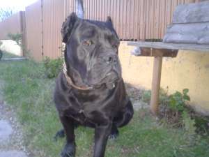 vand catei cane corso