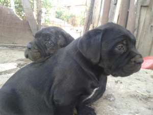 vand catei cane corso