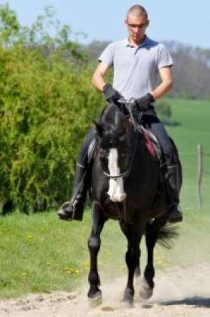 Shagya arab for sale with black hispano arab foal
