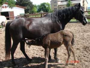Shagya arab for sale with black hispano arab foal