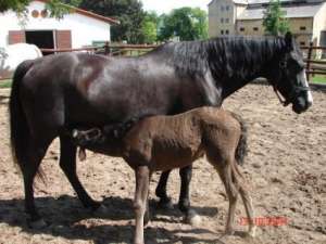 Shagya arab for sale with black hispano arab foal
