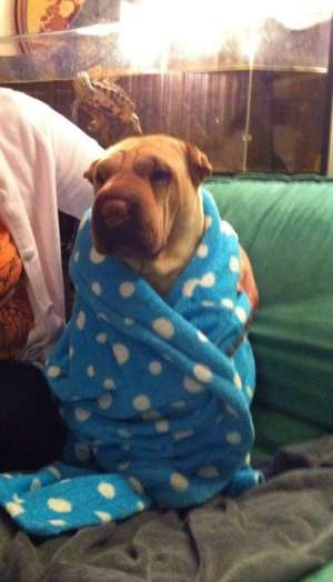 OFER FEMELA SHAR PEI PENTRU IMPERECHERE !!!!