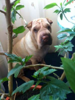 OFER FEMELA SHAR PEI PENTRU IMPERECHERE !!!!