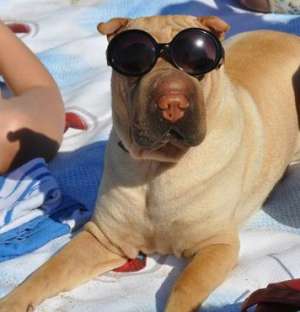 OFER FEMELA SHAR PEI PENTRU IMPERECHERE !!!!