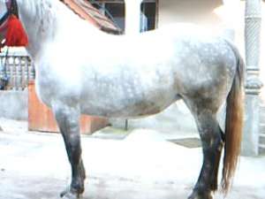 CAI DE VANZARE